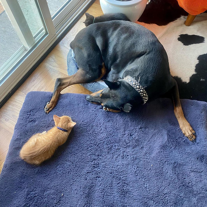Bogart the nanny Doberman with kitten on a bed, funny moments fostering