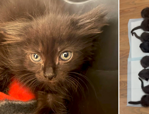 Rescued Kitten Goes from Shelter to ‘Ultimate Mini-Panther Palace’ in Foster Care