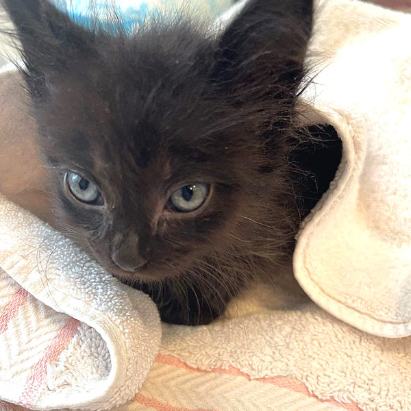 Rescued Kitten Goes from Shelter to 'Ultimate Mini-Panther Palace'