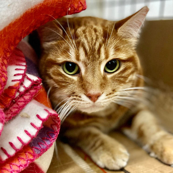 Call To Help ‘More Than 5 Cats’ Turns Into 49 Ginger Cats in Home