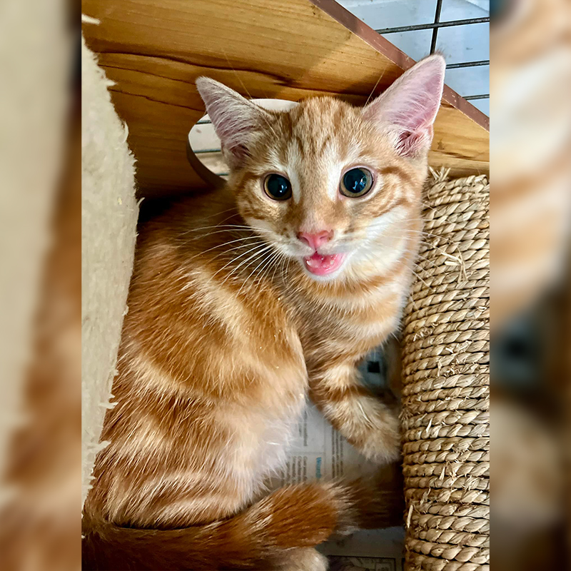 Cute ginger kitten saved from London home, Celia Hammon