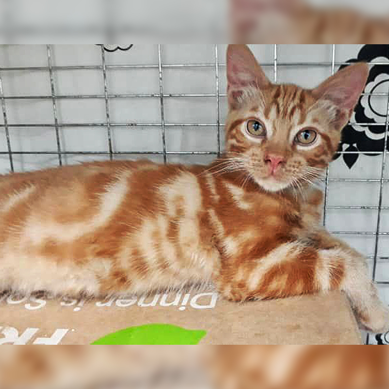 Cute swirly ginger kitten saved from home in the UK