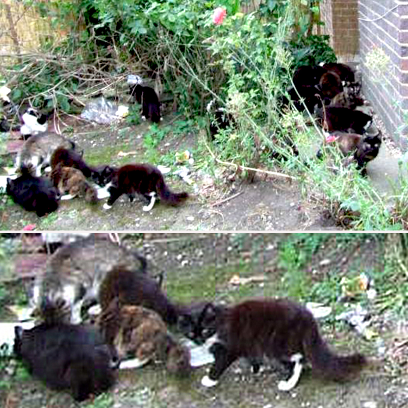 Celia Hammon, multi-cat household cats saved from near home