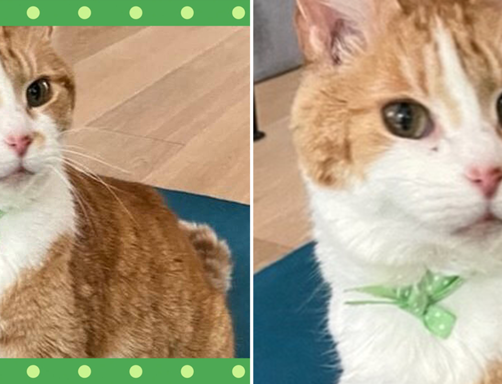 What To Do If Your Indoor Cat Gets Outside Cole & Marmalade