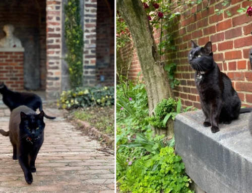 Poe Museum is Home to Black Cat Guides Aptly Named Pluto and Edgar