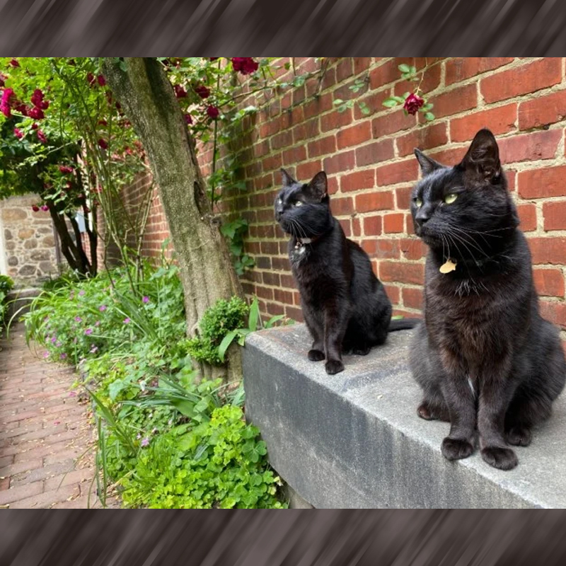 Pluto and Edgar, black cats at Poe Museum