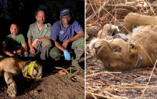 Lioness named Flo saved from porcupine injury in Senegal, Panthera
