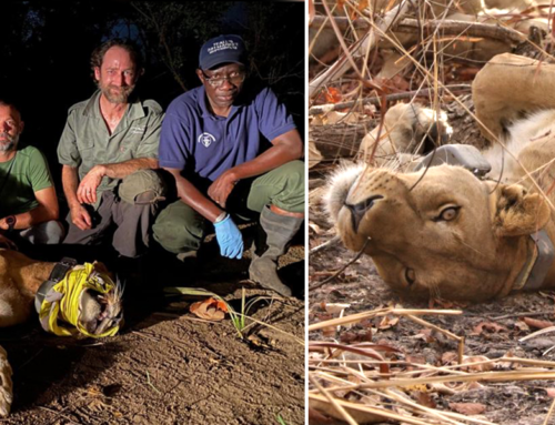 Conservationists Save Rare West African Lioness from a Prickly Fate