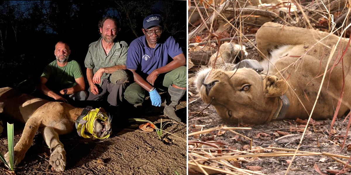 Lioness named Flo saved from porcupine injury in Senegal, Panthera