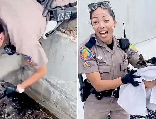 Florida Trooper Hangs Over Sewer Drain to Save Kitten Spotted by Motorist