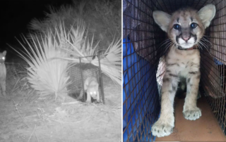 Florida Panther reunion of mother with kitten