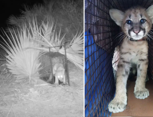 Rescuers Travel 1600 Miles to Reunite Florida Panther Kitten with Mother