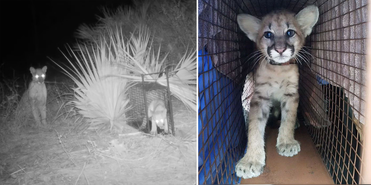 Florida Panther reunion of mother with kitten