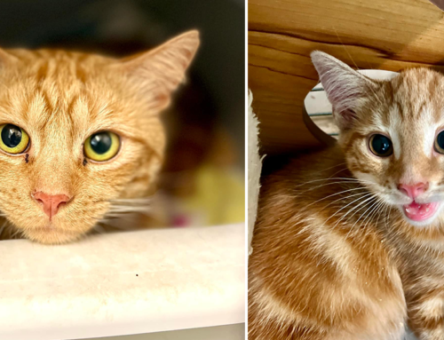 Call To Help ‘More Than 5 Cats’ Turns Into 49 Ginger Cats and Kittens in One Home