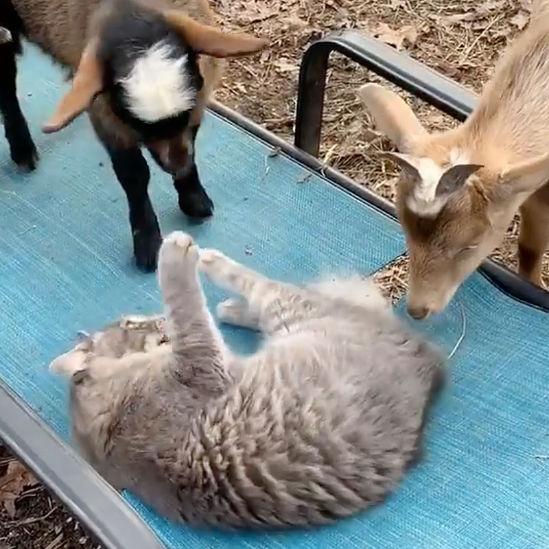 GG the Gray Goat plays with goats on blue chair