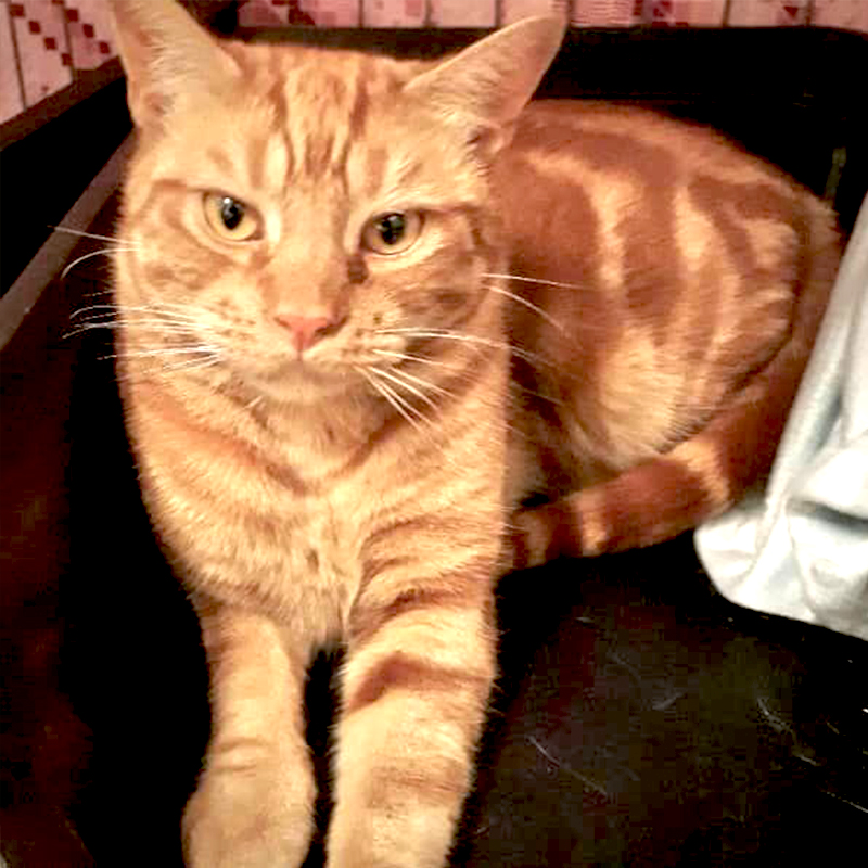 Older orange cat, UK