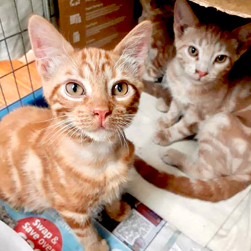 Adorable kittens saved from UK home