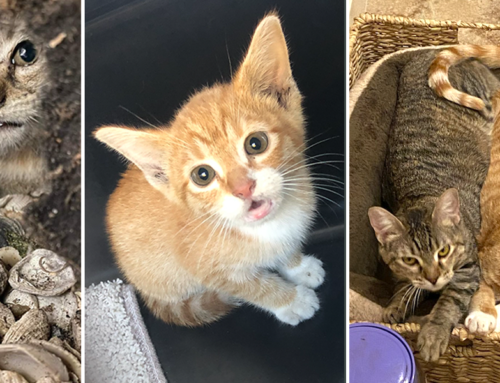 Rescued With Help From Cat Man Chris, Kittens’ Antics Bring ‘Spark’ to Home After Being Adopted Together