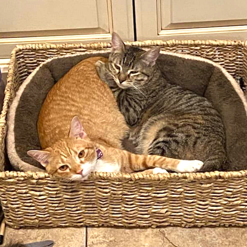 Cheeto and Strudel in a basket