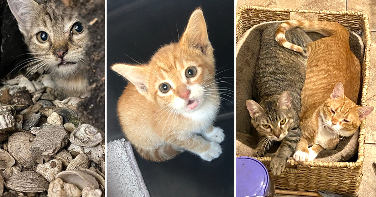 Rescued Kittens' Antics Bring 'Spark' to Home After Being Adopted