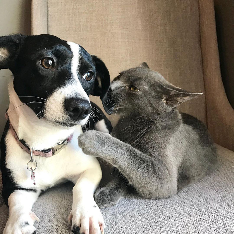 Roxie the dog gets nibbled by Jack the kitten, dog family