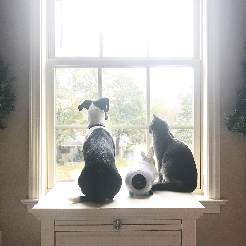 Dog family and cat named Jack, Roxie and Jack in the window with light coming in