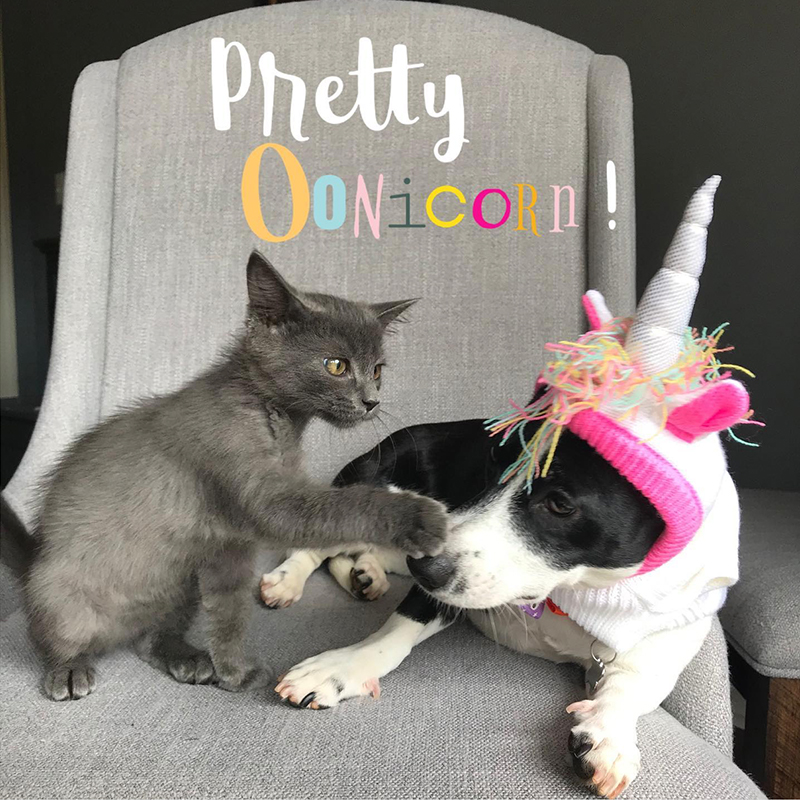 Kitten playing with dog dressed as a unicorn