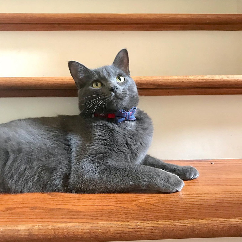 Jack the kitten grown up into an elegant cat on the stairs