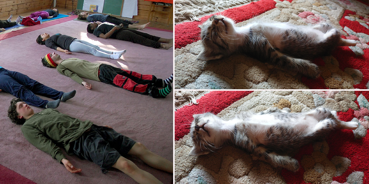Kitten Mizuchi sleeping, Yoga, Shavasana, Reddit, Hikari-Nogami