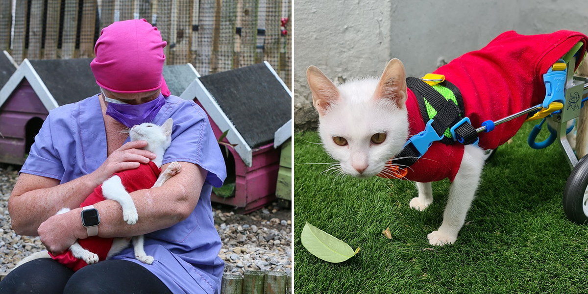 Manisha the cat, Bradford Cat Watch Rescue, Katie Lloyd