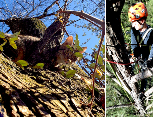 70-Year-Old Man Retires, Starts Rescue Saving Cats Stuck in Trees