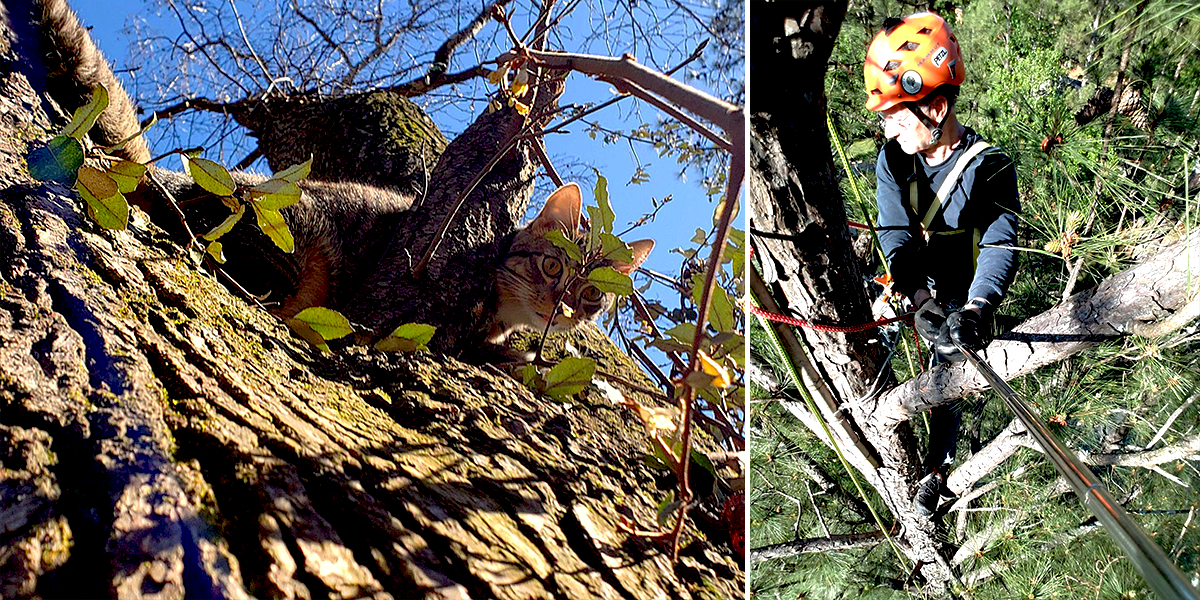 Normer Adams, Cat Man Do rescue, cats in trees