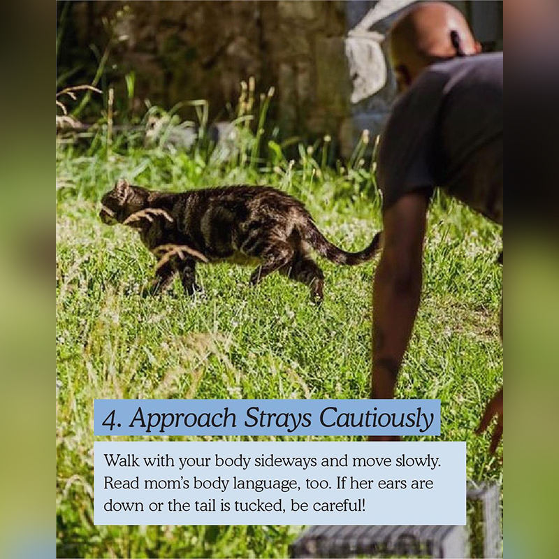 Sterling TrapKing Davis approaches a feral cat, body language