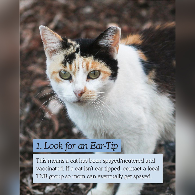 Ear tip, eartipping, feral cat rescue