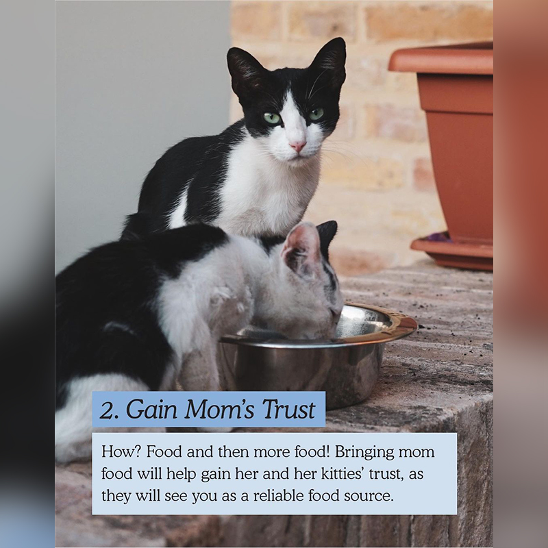 Gaining mother cat's trust