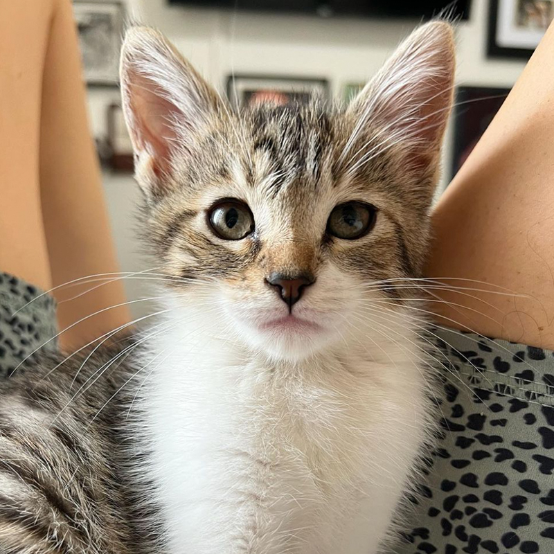 Penelope the kitten, here have a kitten
