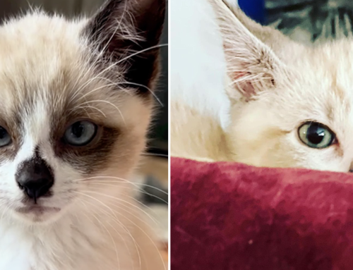 Foster Kittens’ ‘Shifty Eyes’ Say it All When They See the Camera Again