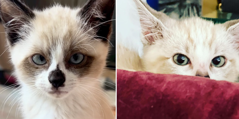 Foster Kittens' 'Shifty Eyes' Say it All When They See the Camera Again