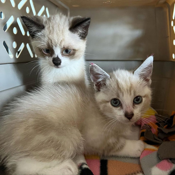 Foster Kittens' 'Shifty Eyes' Say it All When They See the Camera Again