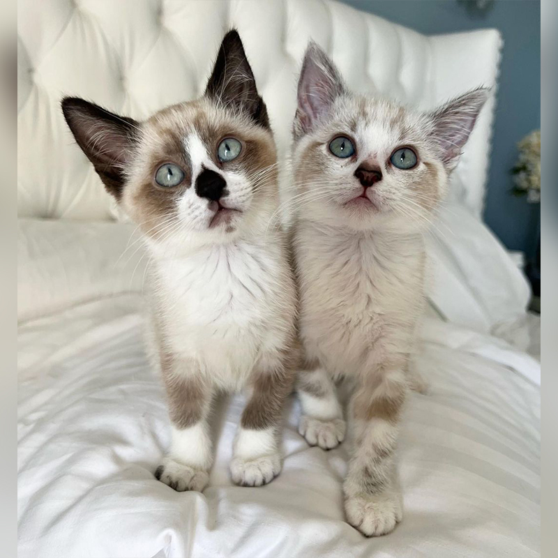Penny and Piper, Frankie's fosters, Siamese kittens, camera