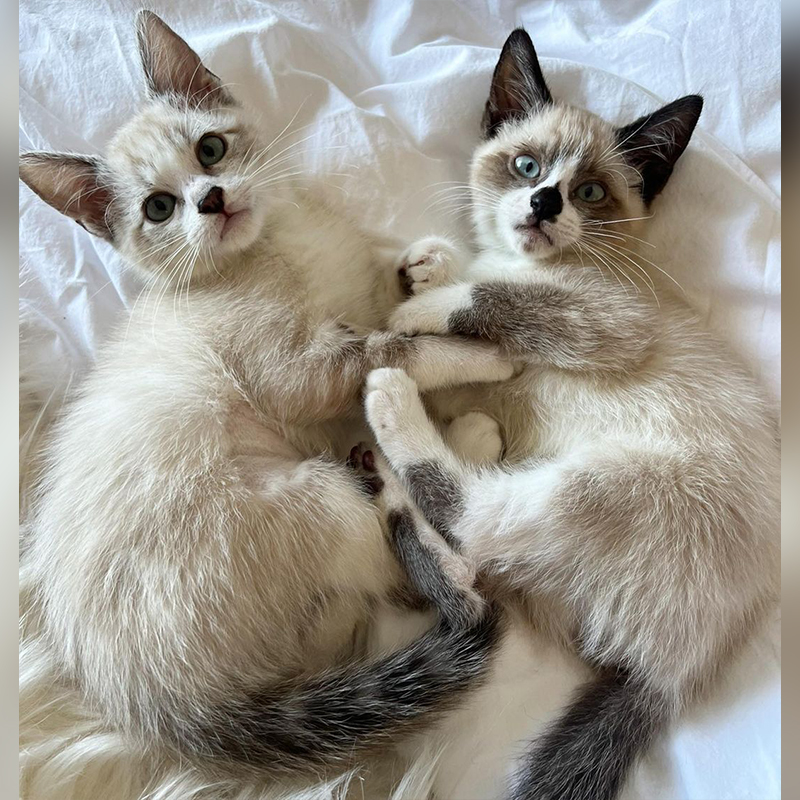 Penny and Piper, Siamese kittens look at the camera