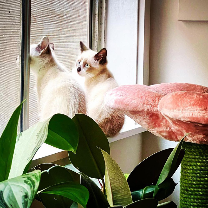 Piper and Penny, kittens sit in sunny window with plants and cat tree