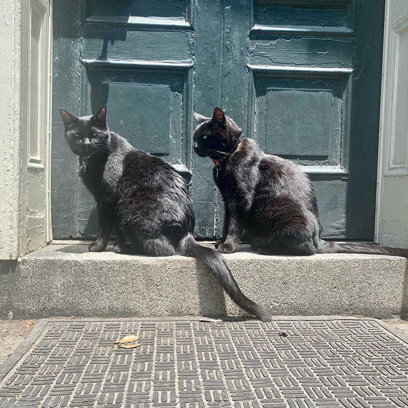 Pluto and Edgar, black cats in a doorway 