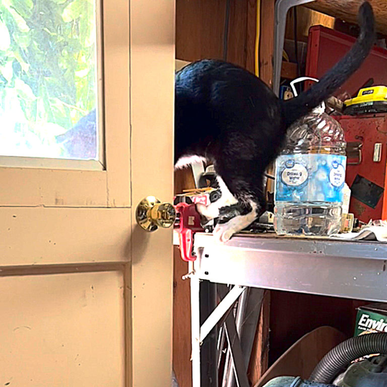 Cat Caught on Camera Walks Up and Opens Door Knob Like a Pro