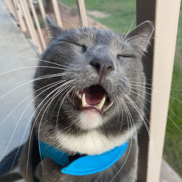 Roger Wins Hero Award as Beloved Therapy Cat in Arizona