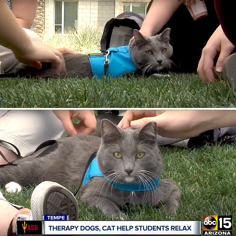 Roger Sterling therapy cat on the news