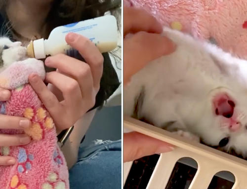 Rescuers Save Rollie Pollie Kitten Winnie After Mama Cat Rejected Her