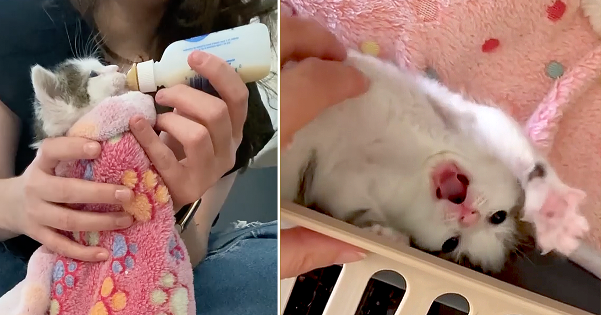 Rescuers Save Rollie Pollie Kitten Winnie After Mama Rejected Her