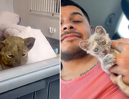 Kitten Rescued from Dumpster Fire Makes Full Recovery and Finds Home