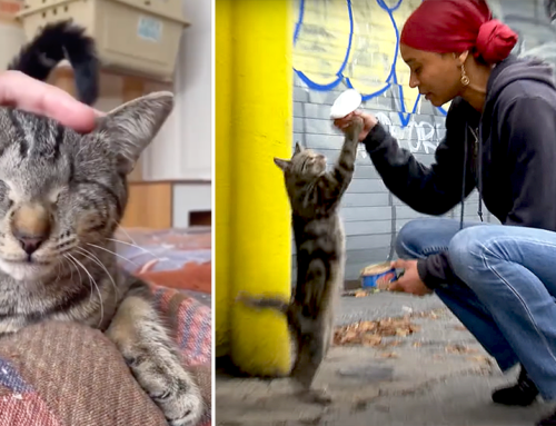 Brooklyn Rescuers Save Entire Feral Cat Family, “Hook, Line, and Sinker”
